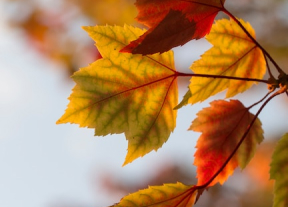 Ayurvedic Tips for Autumn