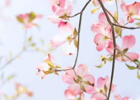 Ayurvedic Tips for Spring