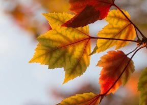 Ayurvedic Tips for Autumn2