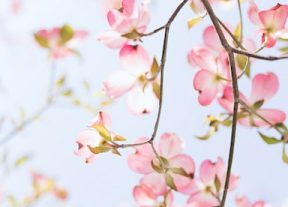 Ayurvedic Tips for Spring2