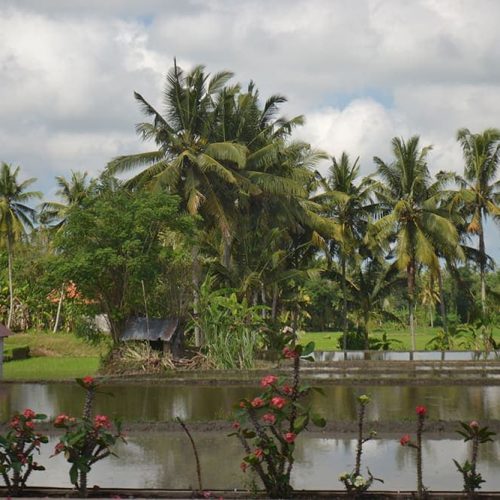 Bali Yoga & Meditation Retreat